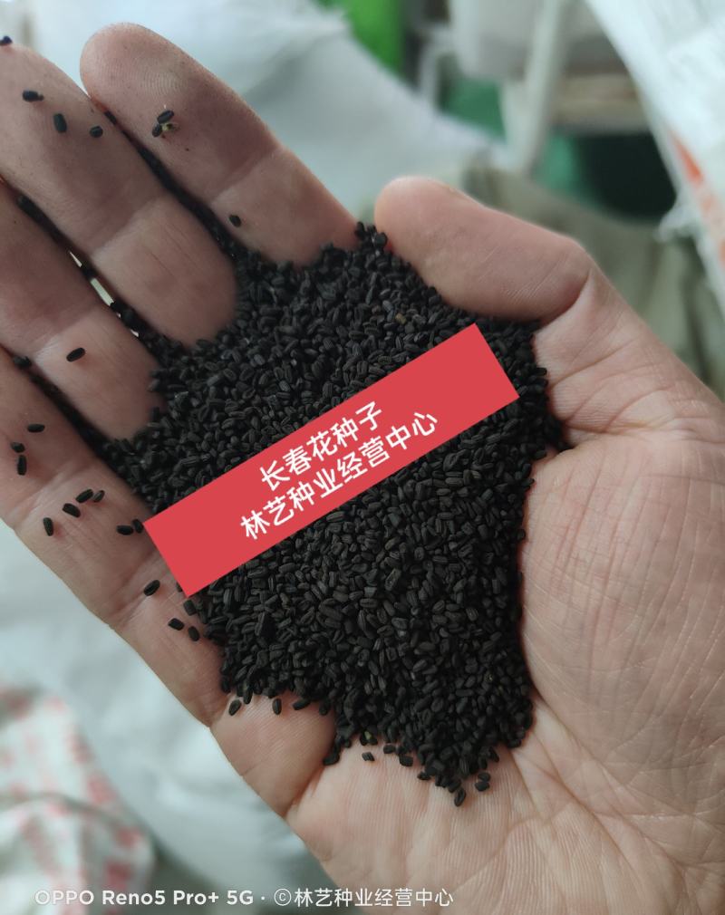 长春花种子日日春四季开花不断易种易活室内阳台盆栽庭院花种