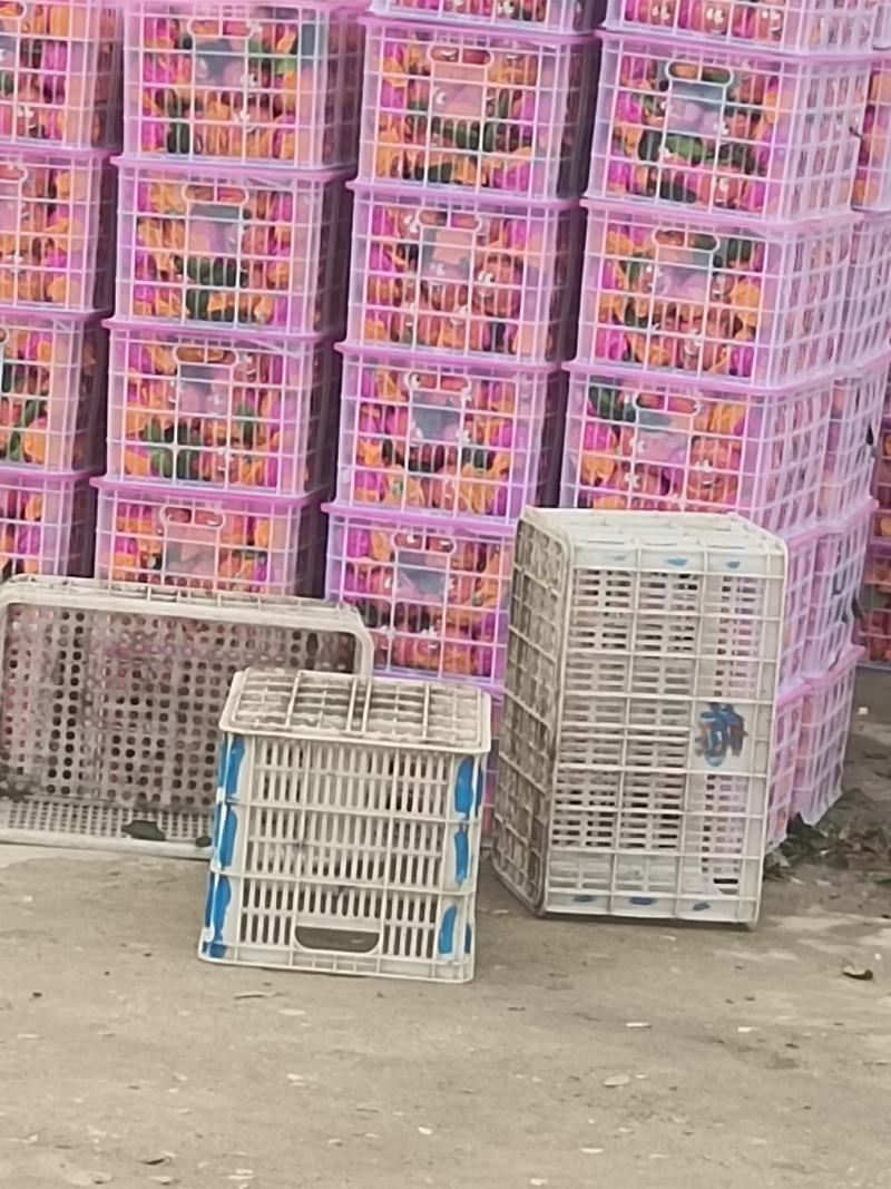 丹江口市早熟蜜橘上市了欢迎各位老板前来选购支持视频看货
