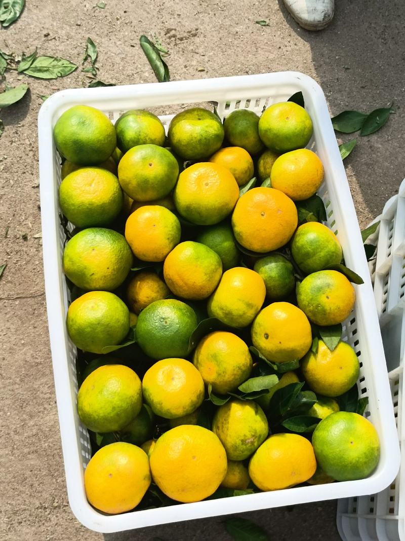 丹江口市早熟蜜橘上市了欢迎各位老板前来选购支持视频看货