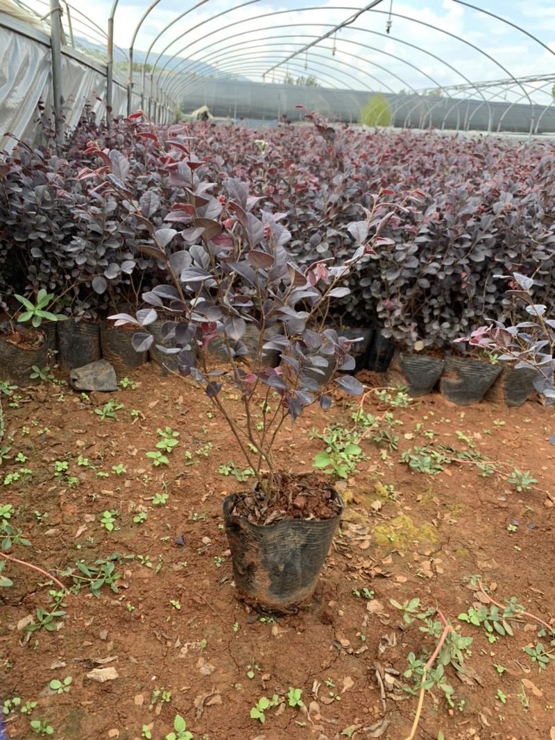 红花继木苗木花卉基地直供一手货源对接工程绿化大量批发