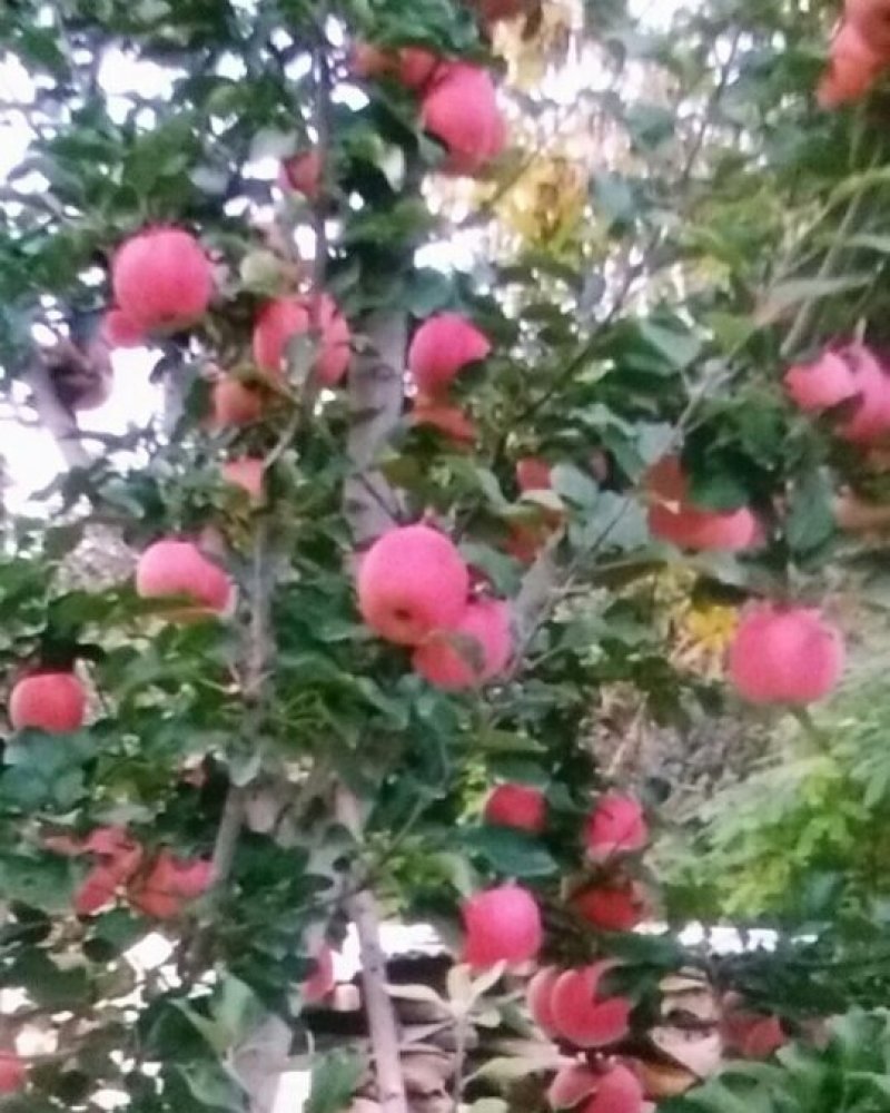 山坡的红富士苹果色好脆甜就是好吃，邀请各位前来品尝购买