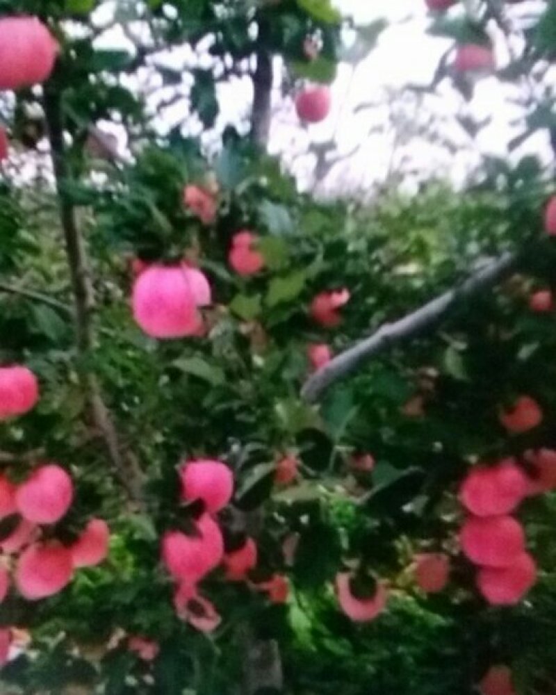 山坡的红富士苹果色好脆甜就是好吃，邀请各位前来品尝购买