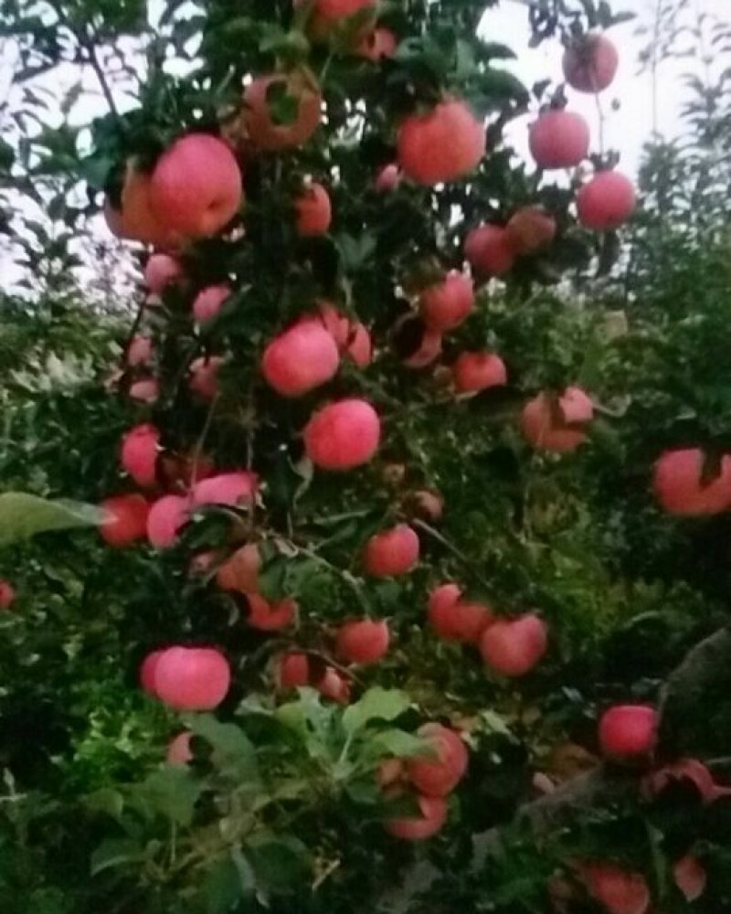 山坡的红富士苹果色好脆甜就是好吃，邀请各位前来品尝购买
