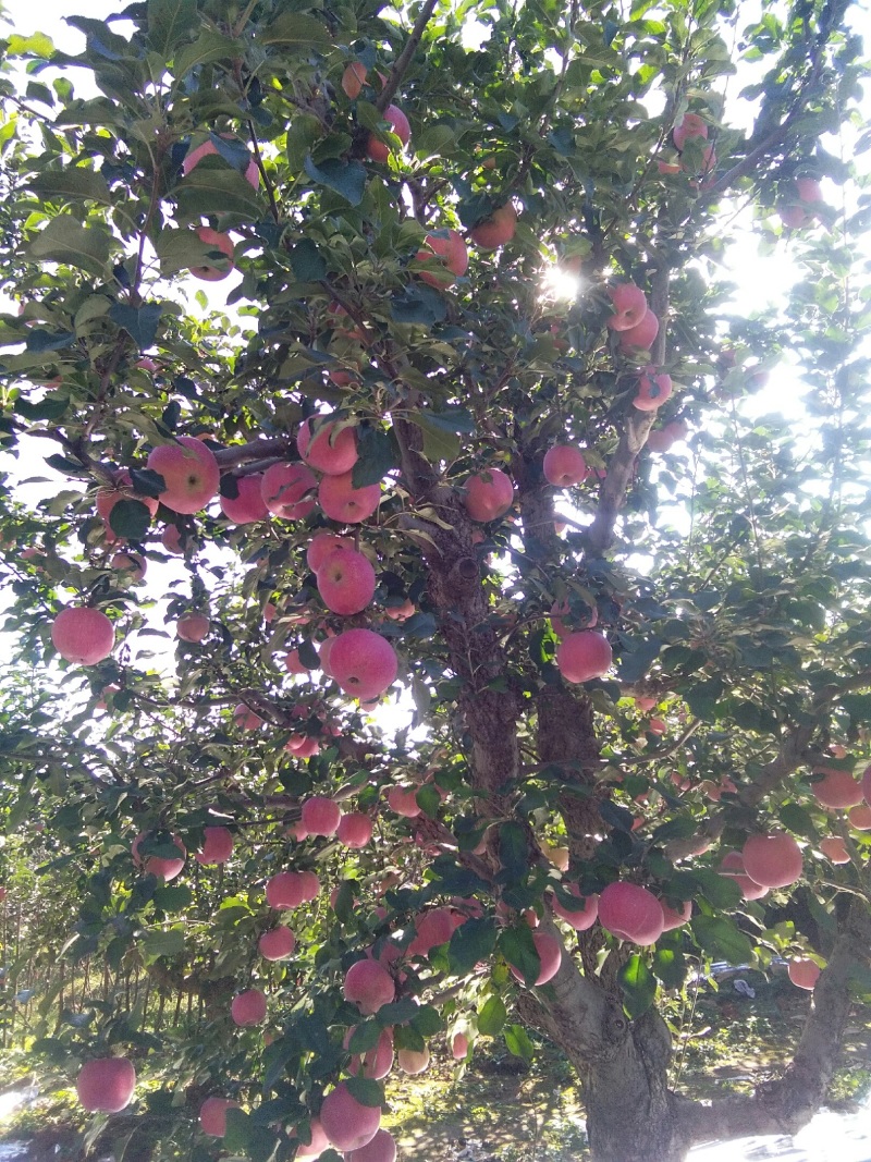 山坡的红富士苹果色好脆甜就是好吃，邀请各位前来品尝购买