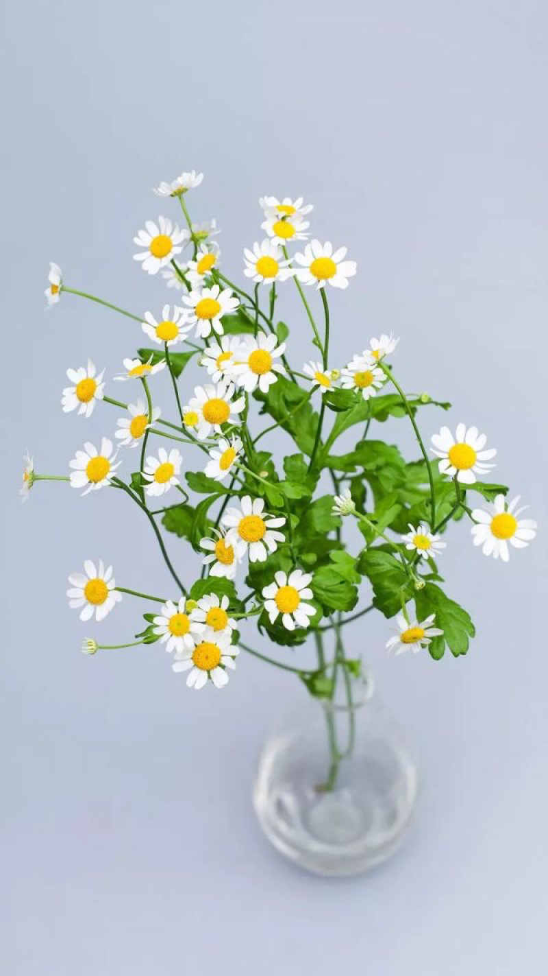 【洋甘菊】鲜切花昆明鲜花种植基地直批把头大新鲜颜色正