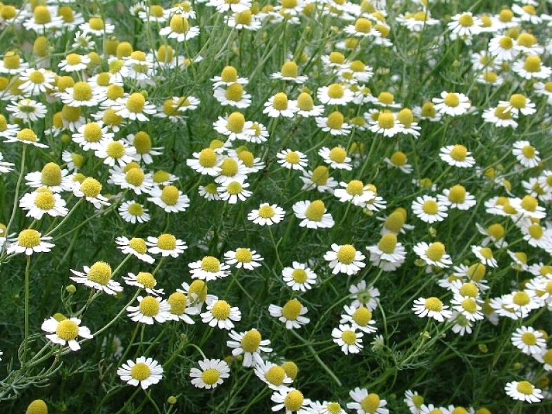 【洋甘菊】鲜切花昆明鲜花种植基地直批把头大新鲜颜色正