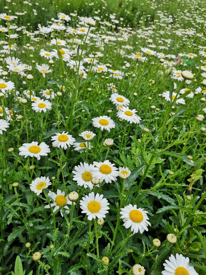 【洋甘菊】鲜切花昆明鲜花种植基地直批把头大新鲜颜色正