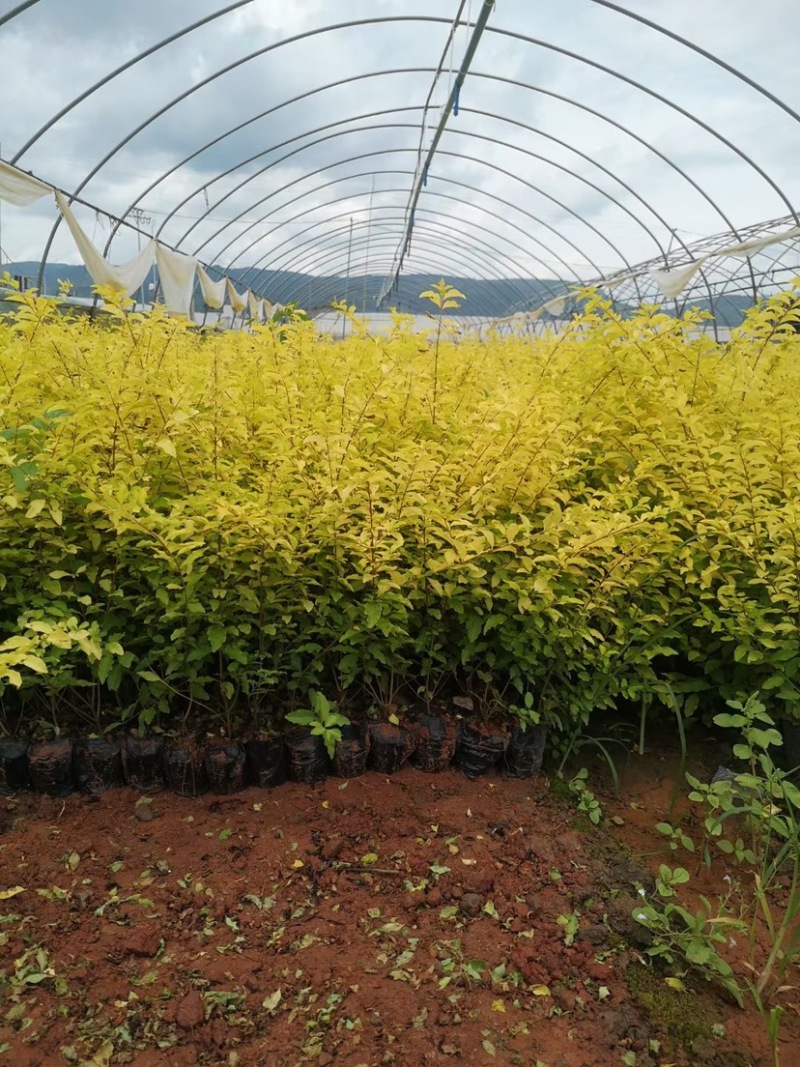 亮晶女贞基地直供一手货源量大从优苗木花卉