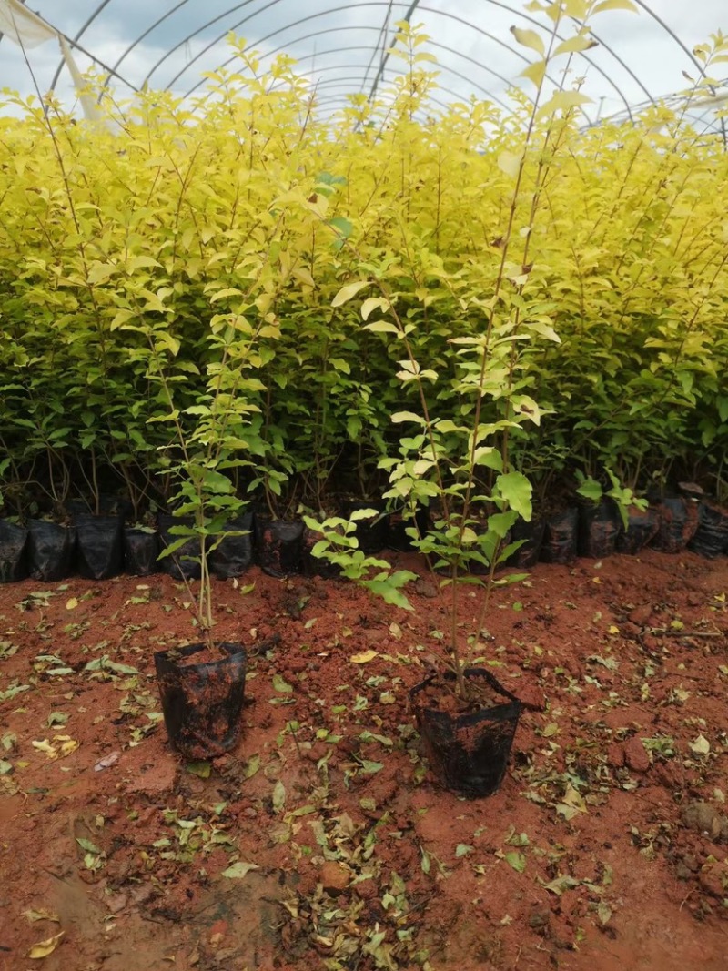 亮晶女贞基地直供一手货源量大从优苗木花卉