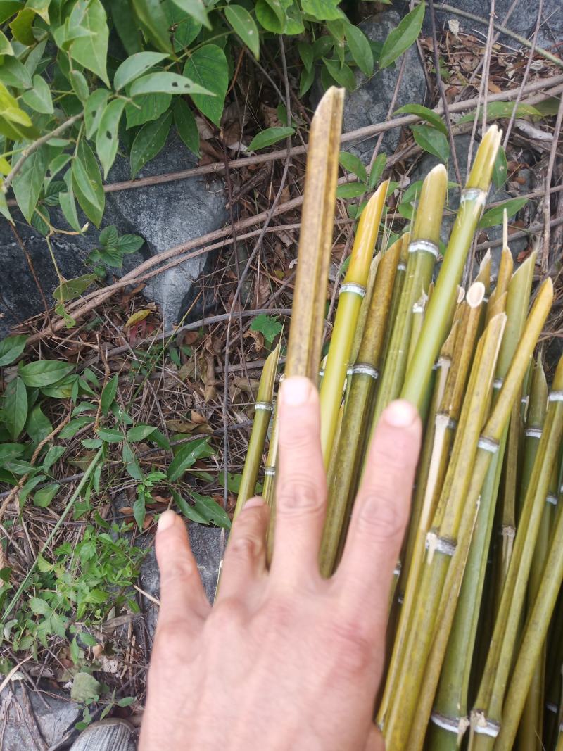 山竹子，用于豆角，瓜果竹架子，瓜果蔬菜用途