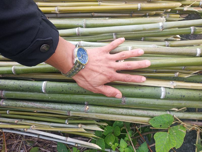 山竹子，用于豆角，瓜果竹架子，瓜果蔬菜用途