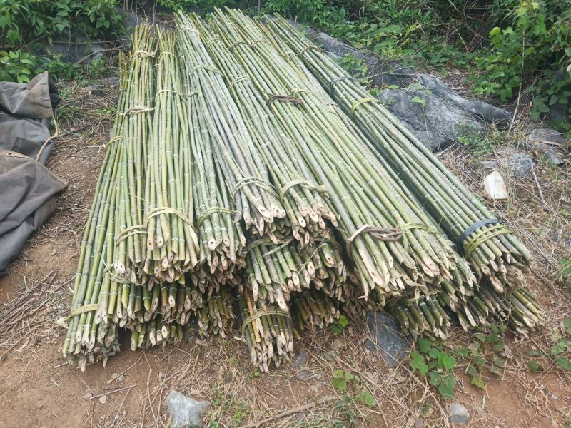 山竹子，用于豆角，瓜果竹架子，瓜果蔬菜用途