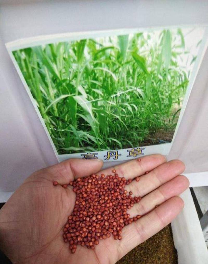 高丹草进口牧草种子鱼草种籽喂鱼猪牛羊鸡鸭鹅四季高产草籽