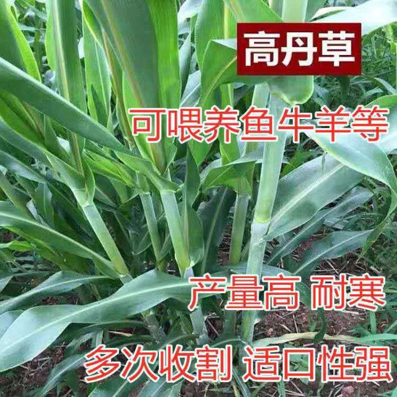 高丹草进口牧草种子鱼草种籽喂鱼猪牛羊鸡鸭鹅四季高产草籽