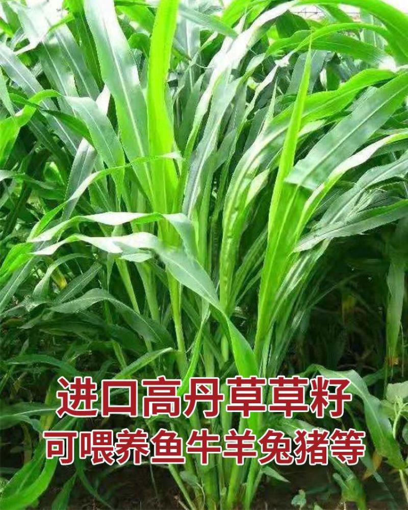 高丹草进口牧草种子鱼草种籽喂鱼猪牛羊鸡鸭鹅四季高产草籽