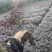红花檵木苗/红檵木苗工程绿化苗圃移栽杯苗地苗