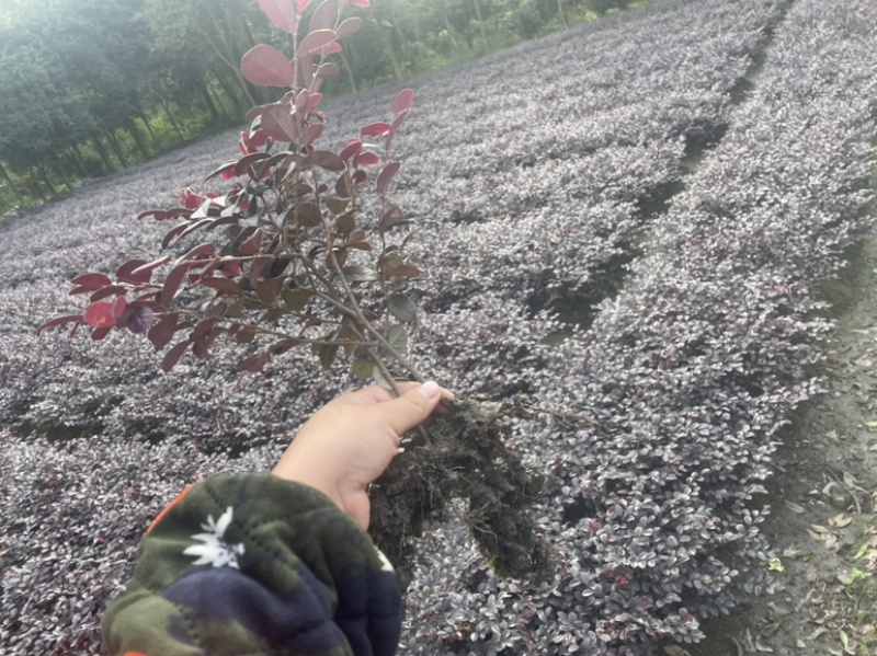 红花檵木苗/红檵木苗工程绿化苗圃移栽杯苗地苗