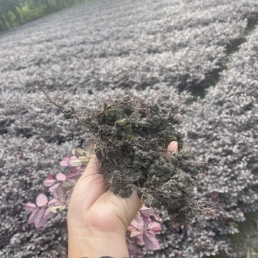 红花檵木苗/红檵木苗工程绿化苗圃移栽杯苗地苗