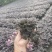 红花檵木苗/红檵木苗工程绿化苗圃移栽杯苗地苗