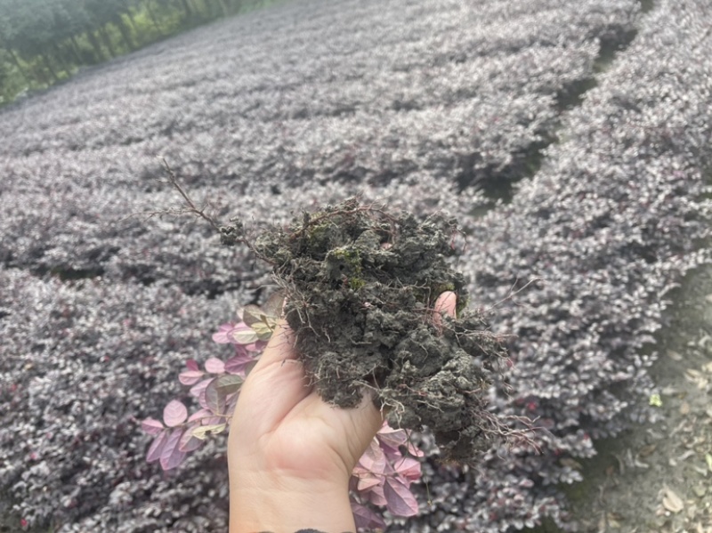 红花檵木苗/红檵木苗工程绿化苗圃移栽杯苗地苗