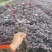 红花檵木苗/红檵木苗工程绿化苗圃移栽杯苗地苗