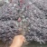 红花檵木苗/红檵木苗工程绿化苗圃移栽杯苗地苗