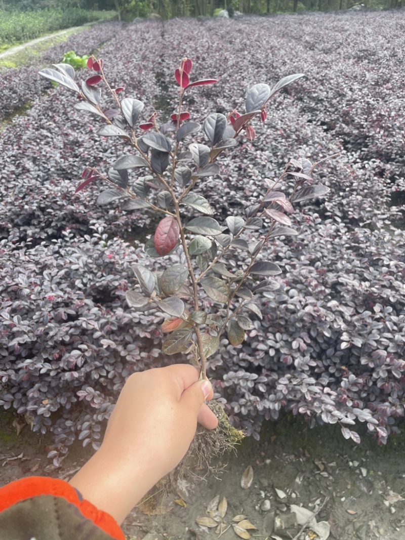 红花檵木苗/红檵木苗工程绿化苗圃移栽杯苗地苗