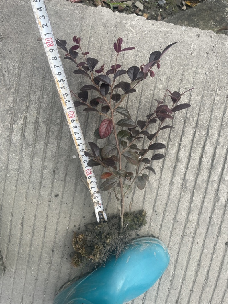 红花檵木苗/红檵木苗工程绿化苗圃移栽杯苗地苗