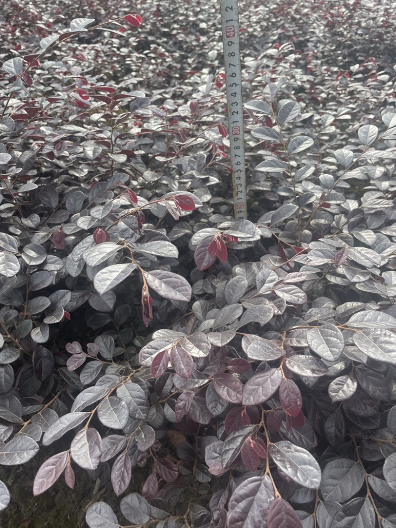 红花檵木苗/红檵木苗工程绿化苗圃移栽杯苗地苗