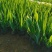 绿化德国鸢尾花盆栽植物德国鸢尾价格德国鸢尾花