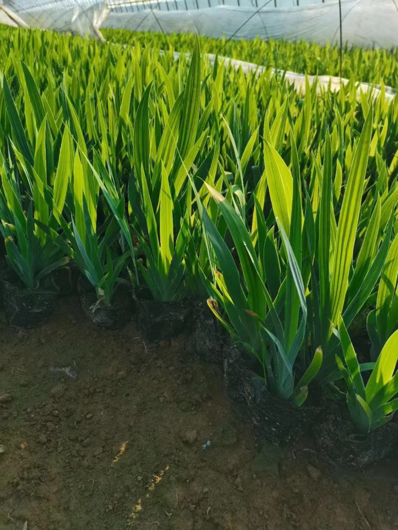 绿化德国鸢尾花盆栽植物德国鸢尾价格德国鸢尾花