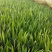 绿化德国鸢尾花盆栽植物德国鸢尾价格德国鸢尾花