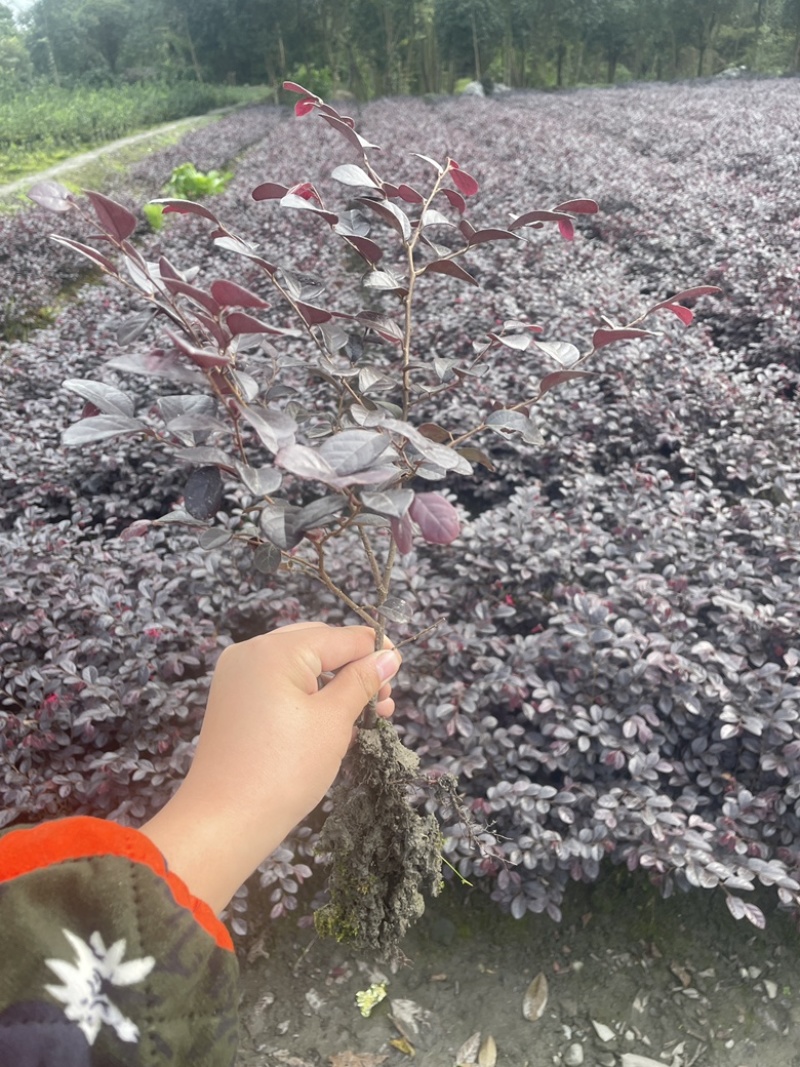 红花檵木苗/红檵木苗工程绿化苗圃移栽杯苗地苗