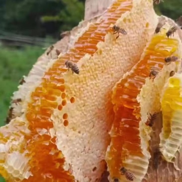 甘南藏族白龙江林区野生蜂蜜