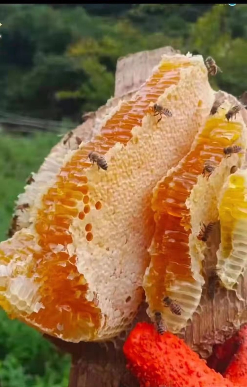 甘南藏族白龙江林区野生蜂蜜