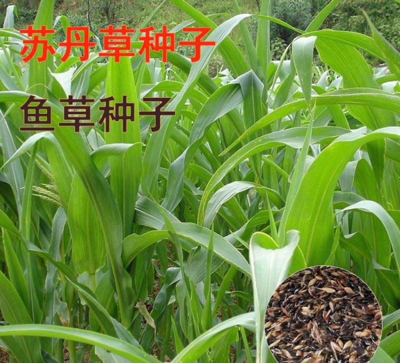 苏丹草种子高产牧草草籽畜牧草种子四季养殖家畜喂鱼草