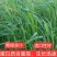 苏丹草种子高产牧草草籽畜牧草种子四季养殖家畜喂鱼草