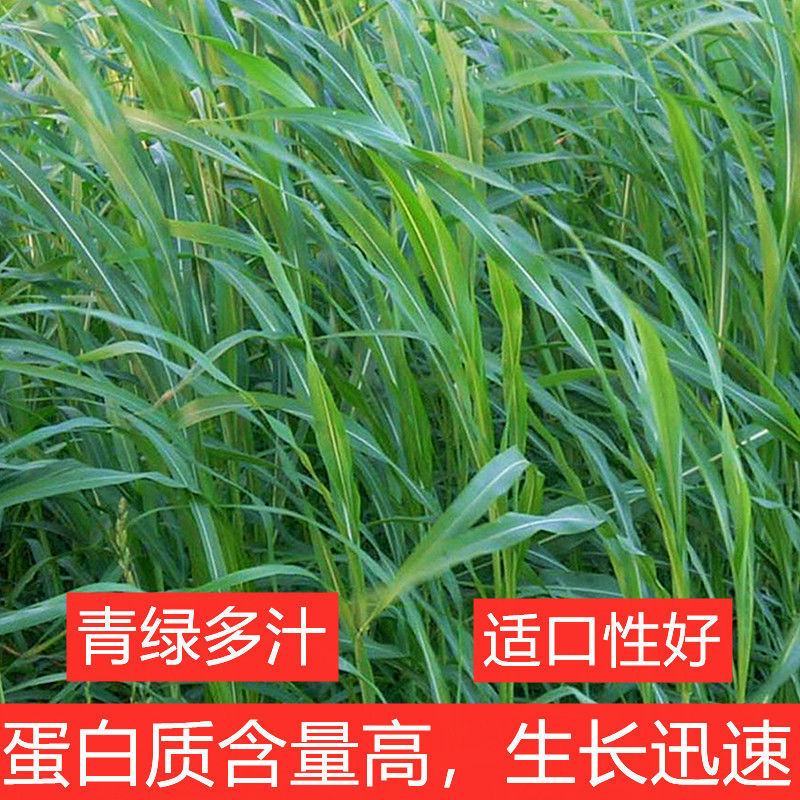 苏丹草种子高产牧草草籽畜牧草种子四季养殖家畜喂鱼草
