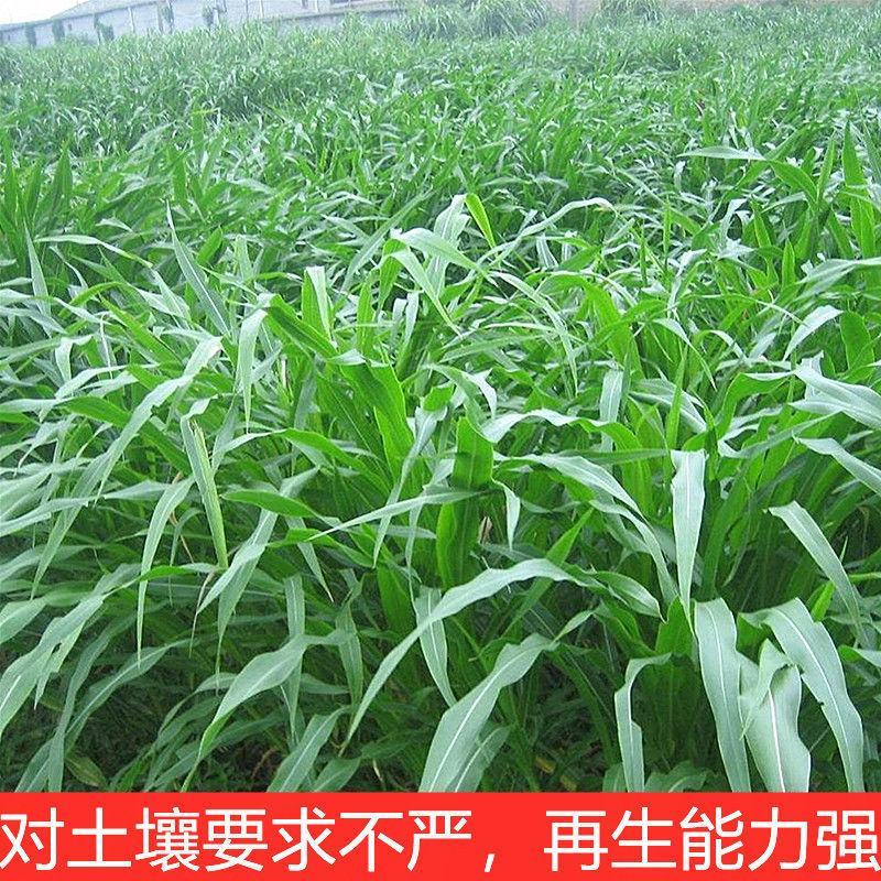苏丹草种子高产牧草草籽畜牧草种子四季养殖家畜喂鱼草