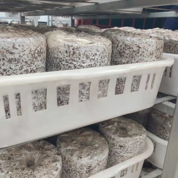 平菇菌棒火速生产中全国各地发货
