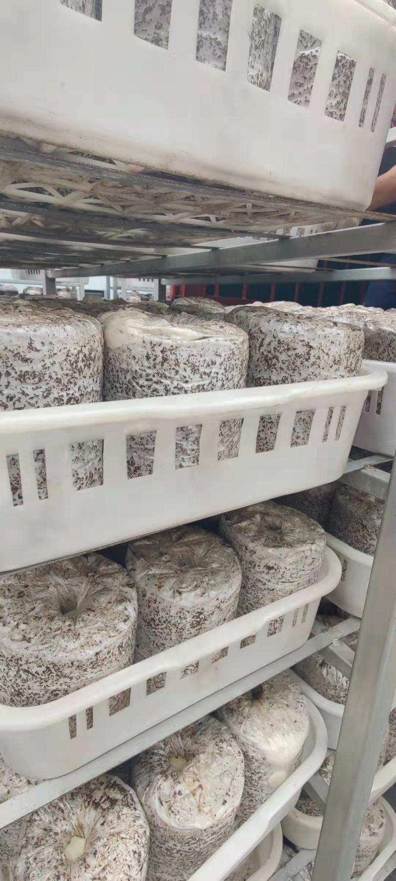 平菇菌棒火速生产中全国各地发货