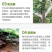 园林树木涂白剂防虫防冻杀菌直涂粉剂果树树干刷白代替生石灰