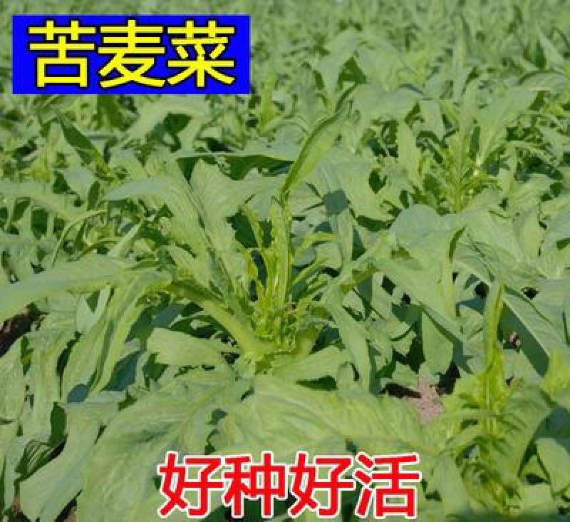 苦荬菜种子四季生长快营养丰富耐热耐寒牛羊鸡鸭鹅猪鱼草