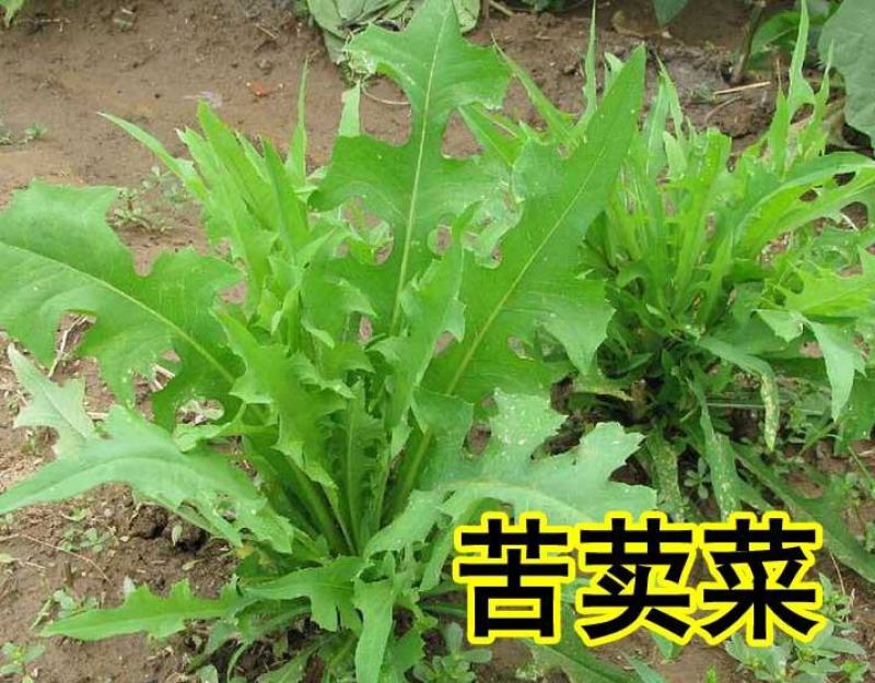 苦荬菜种子四季生长快营养丰富耐热耐寒牛羊鸡鸭鹅猪鱼草