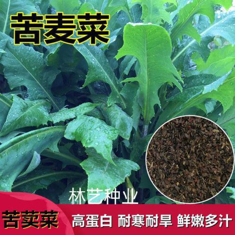 苦荬菜种子四季生长快营养丰富耐热耐寒牛羊鸡鸭鹅猪鱼草