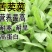 苦荬菜种子四季生长快营养丰富耐热耐寒牛羊鸡鸭鹅猪鱼草