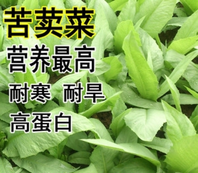 苦荬菜种子四季生长快营养丰富耐热耐寒牛羊鸡鸭鹅猪鱼草