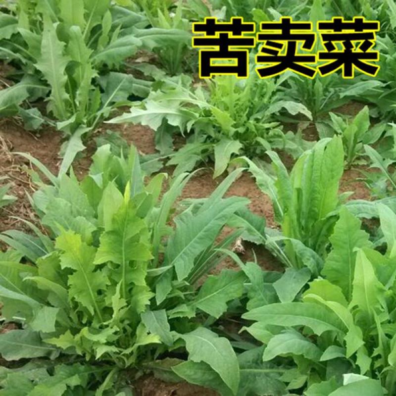 苦荬菜种子四季生长快营养丰富耐热耐寒牛羊鸡鸭鹅猪鱼草