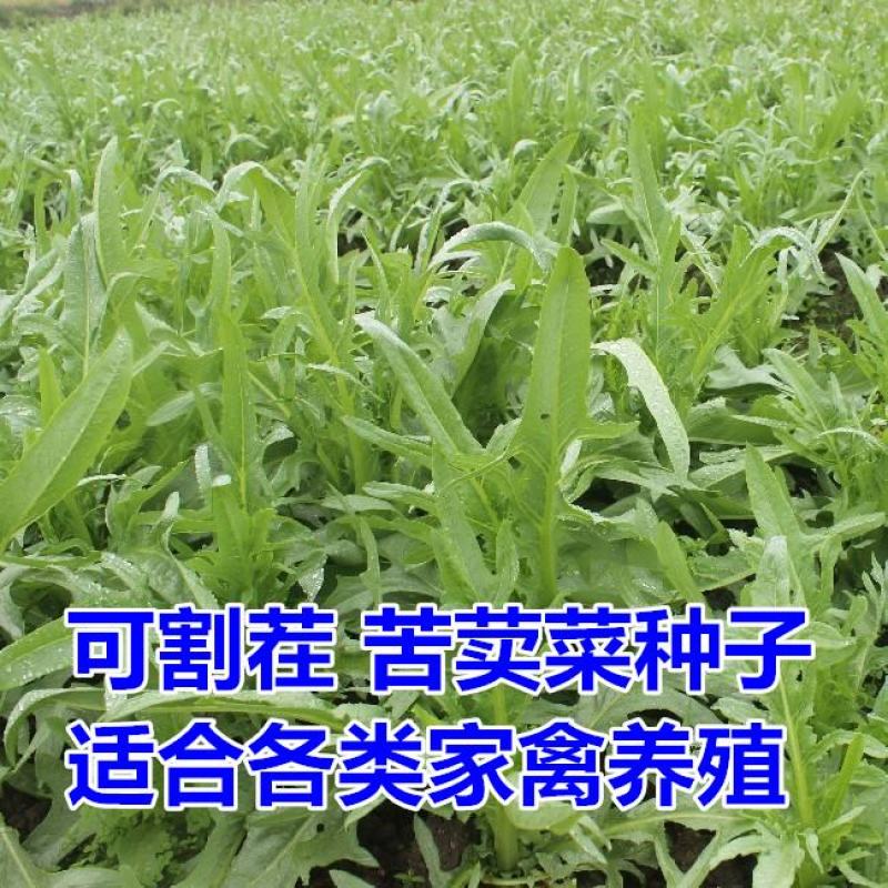 苦荬菜种子四季生长快营养丰富耐热耐寒牛羊鸡鸭鹅猪鱼草