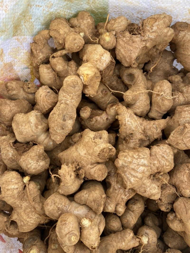 云南本地小黄姜，姜母大量供应一手货源基地直发视频看货
